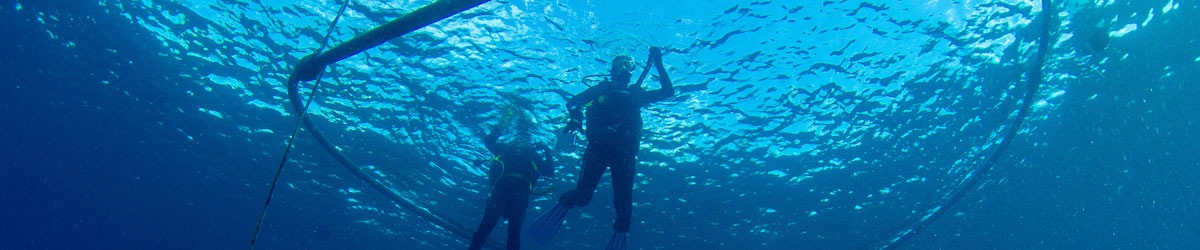 bsac ocean diver course